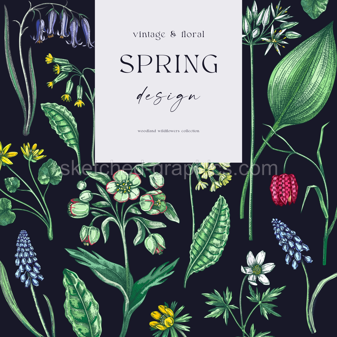 Elegant spring poster design. Wildflowers print in color. Woodland wild flower sketches. Floral background. Botanical card, invitation template . Hand drawn vector illustration, NOT AI Illustration